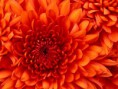 /album/fotogaleria-expresiones/chrysanthemum-jpg/